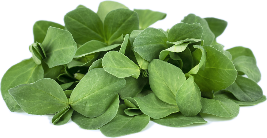 Fava Greens - 8 oz