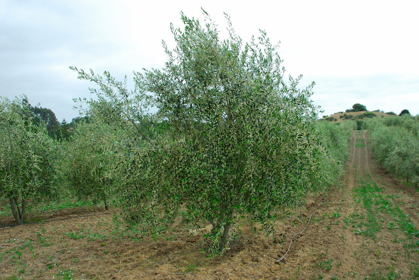 Tuscan Extra Virgin Olive Oil - 250 ml