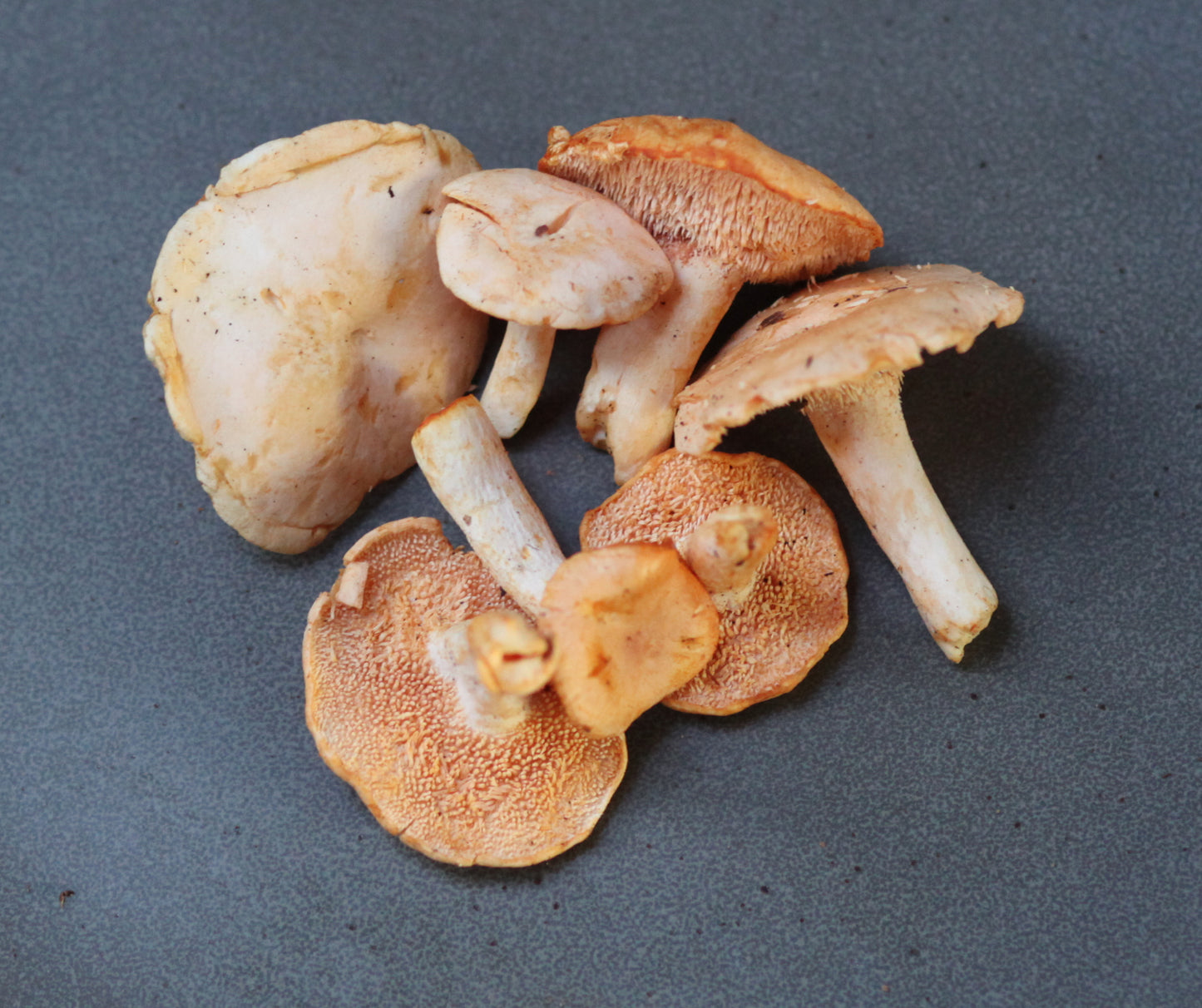 Sweet Tooth Hedgehogs - .5 lbs