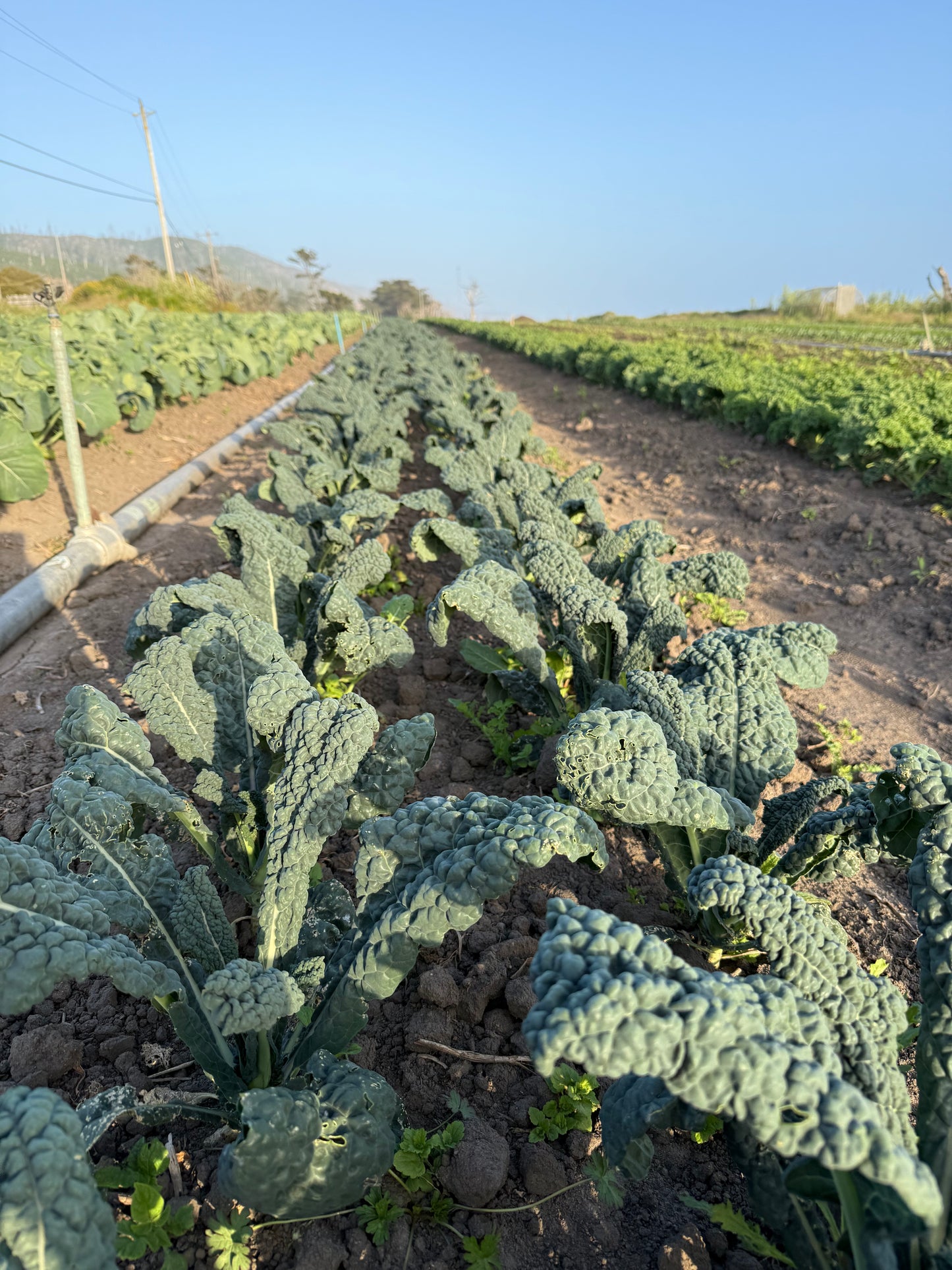 Dino (Lacinato) Kale - 1 bu