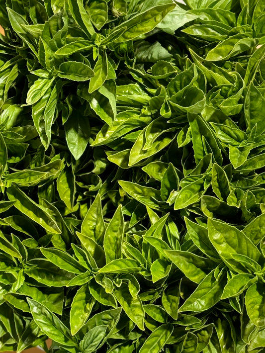 Genovese Basil with Roots - 1 bu