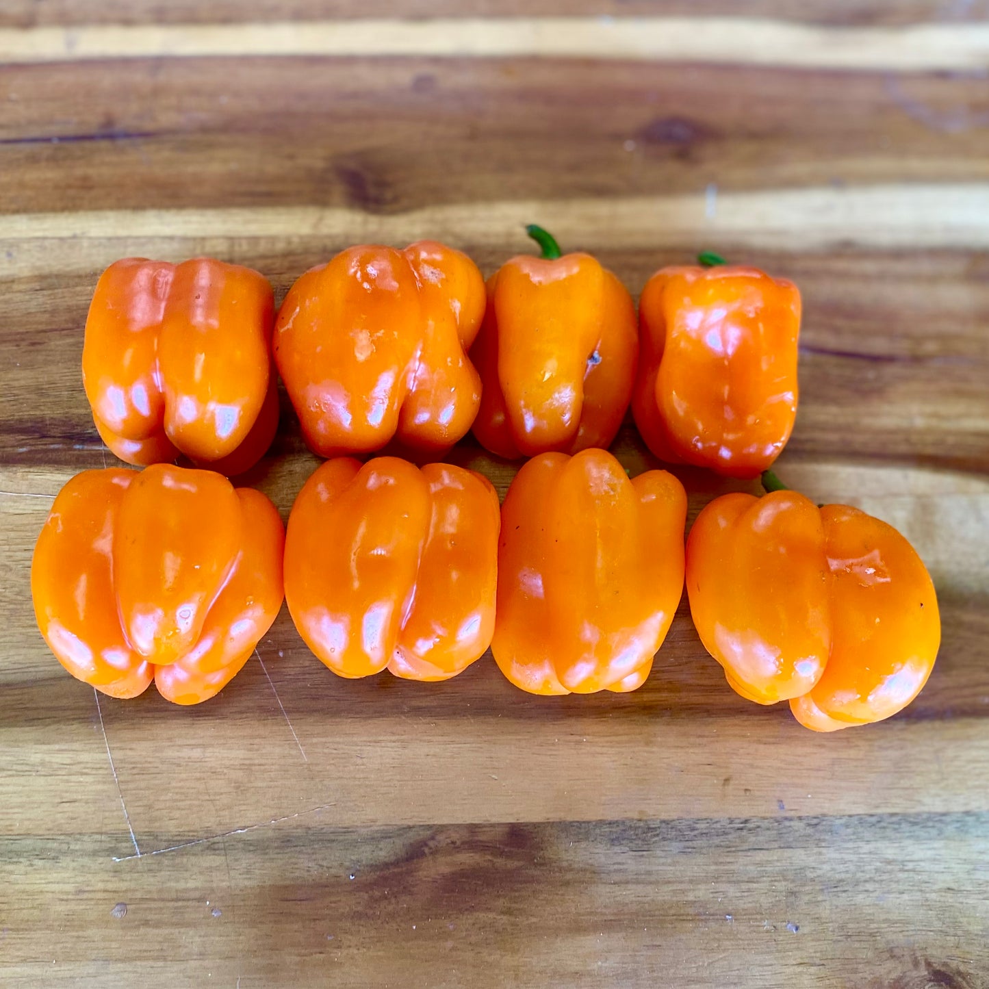 Baby Orange Bell Peppers