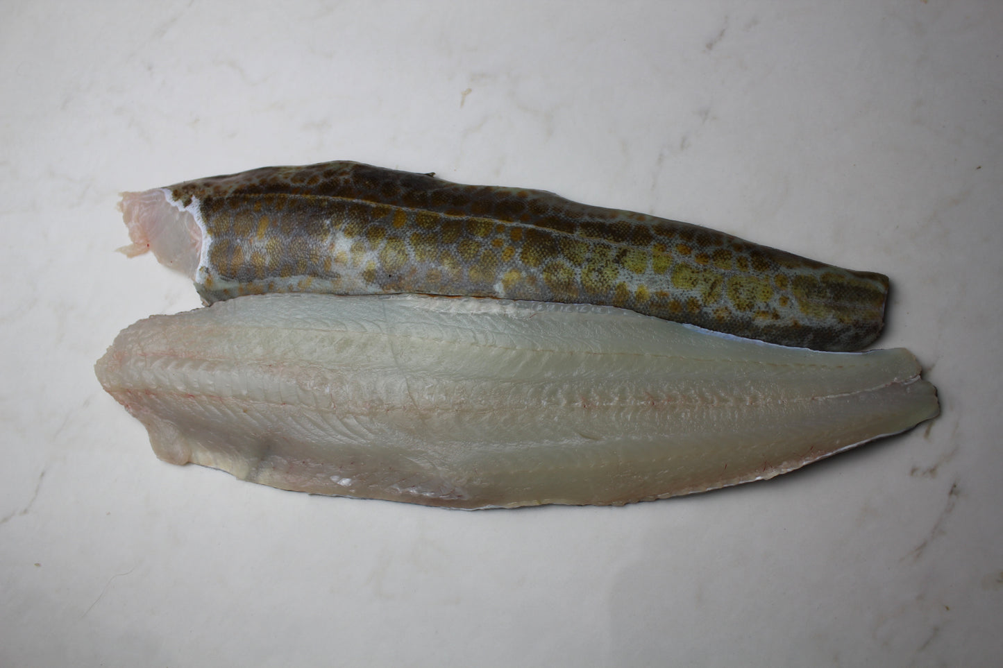FROZEN & VAC SEALED Lingcod Fillet