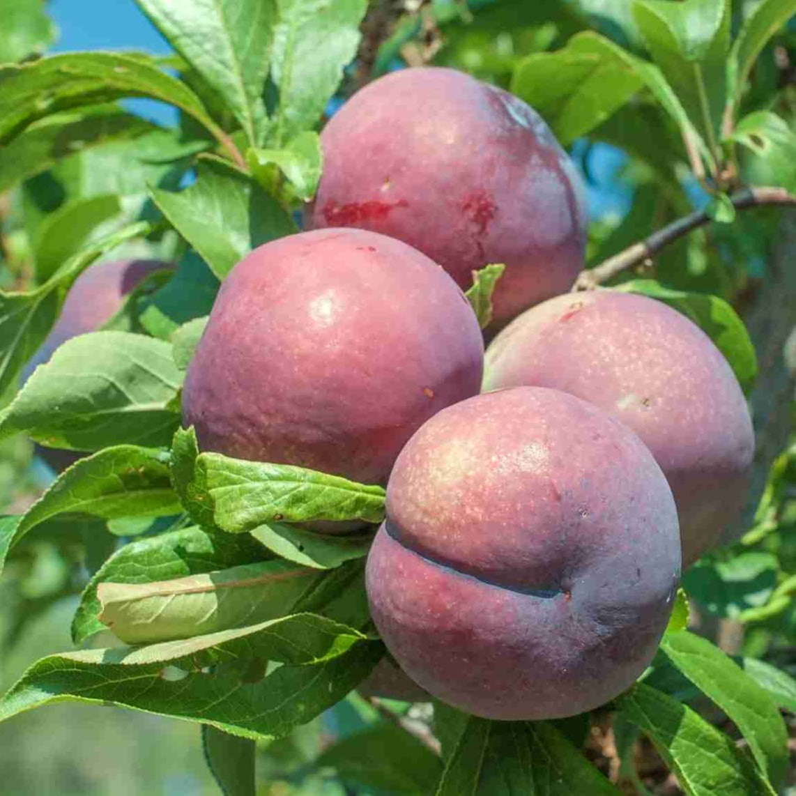Mariposa Plums - 1 lb