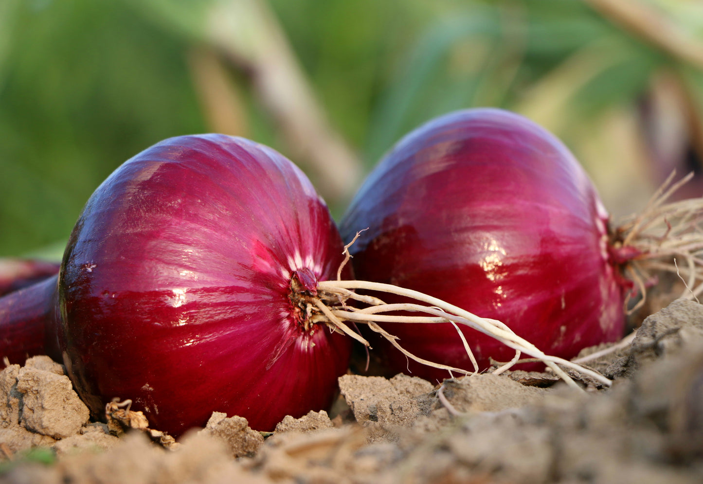 Large Red Onions - 1 ct