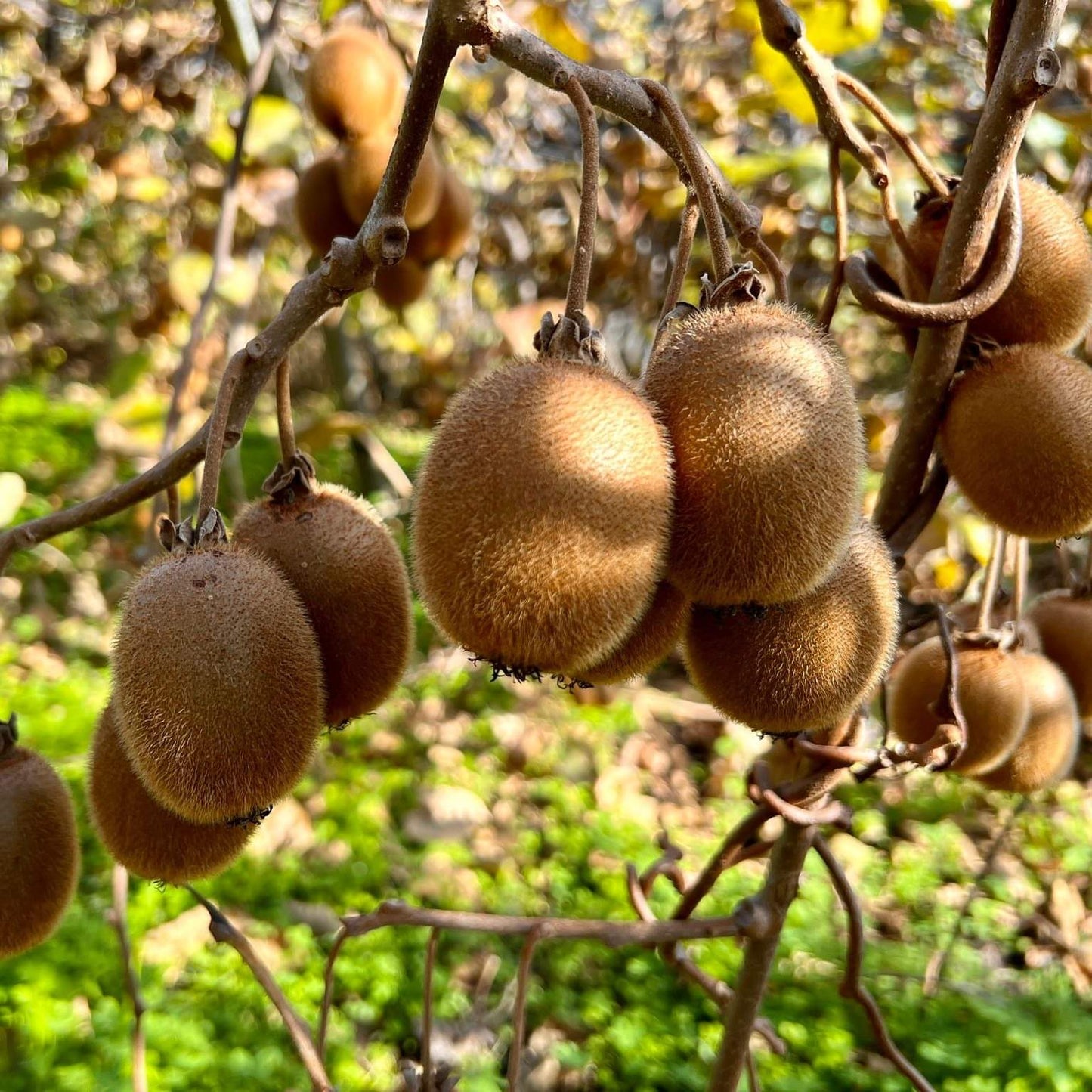 Hayward Kiwis - 1 lb