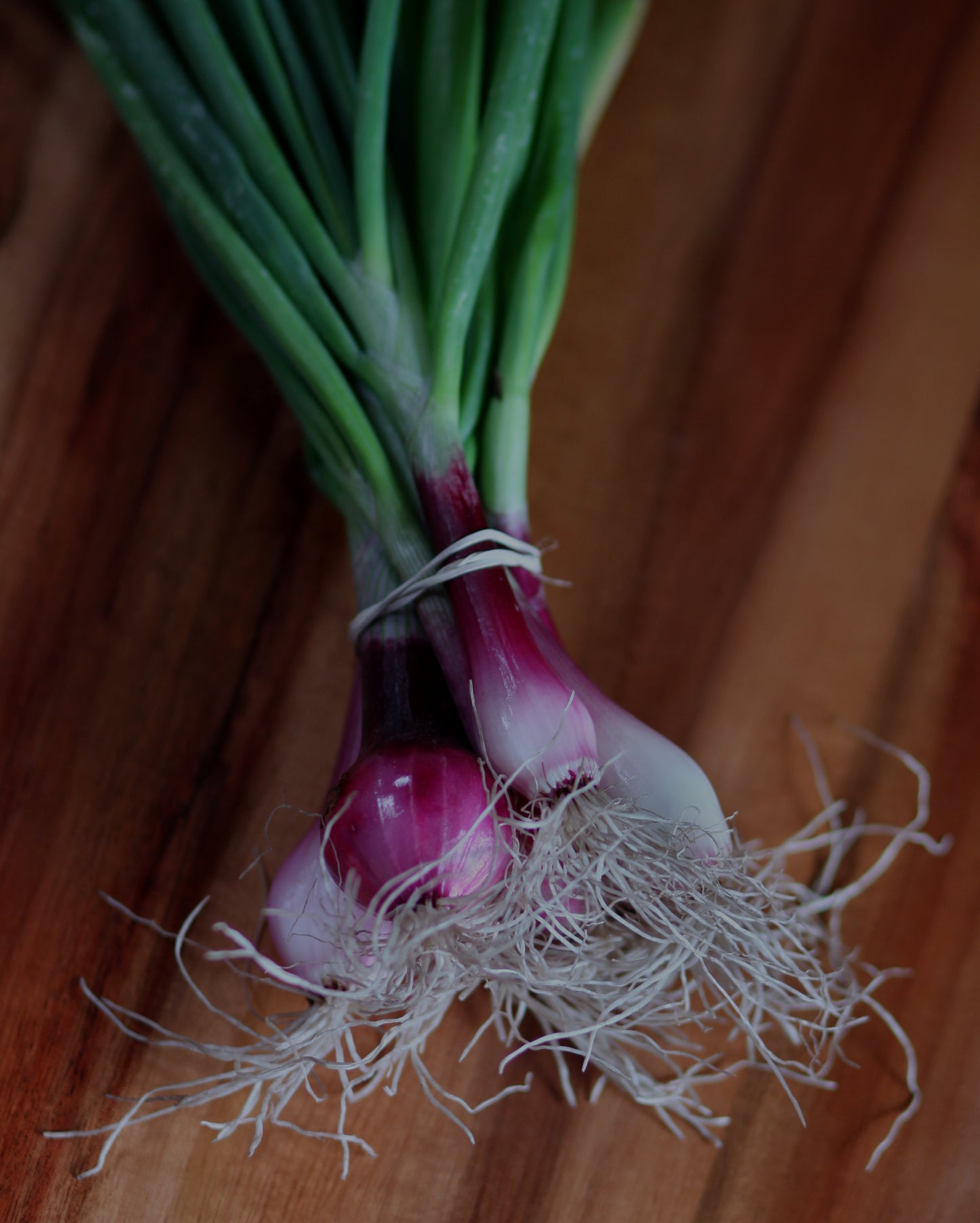 Red Spring Onions - 1 bu