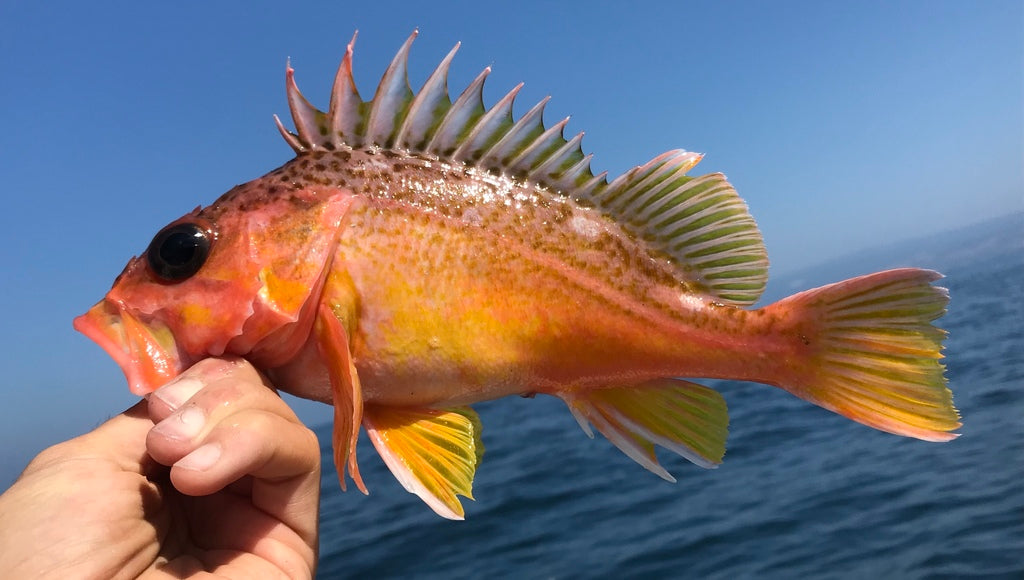 Greenspotted Rockfish - 1 lb