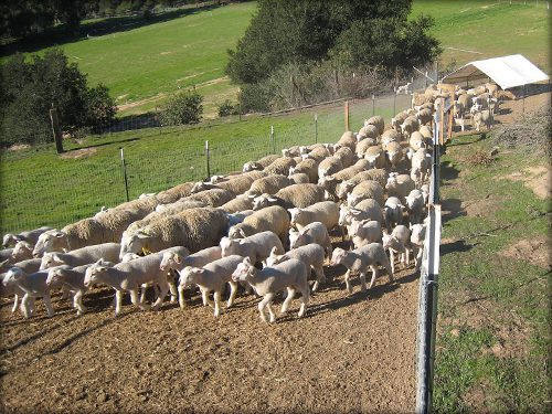 Sheep Milk Yogurt - 1 pint