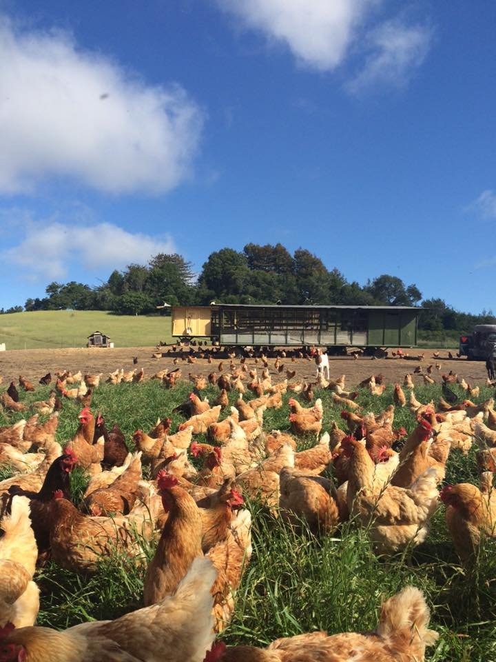 Chicken Eggs (Large) - 1 dozen