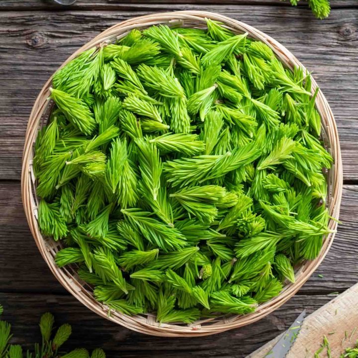 Frozen Wild Spuce Tips - 1 lb