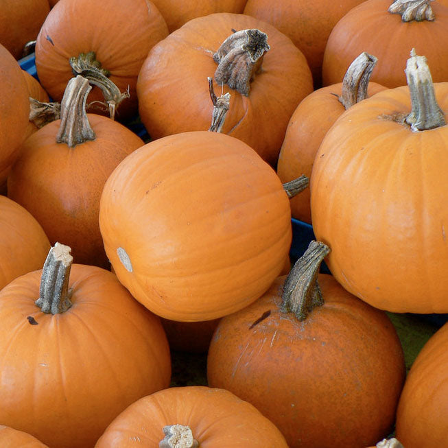 Sugar Pie Pumpkins