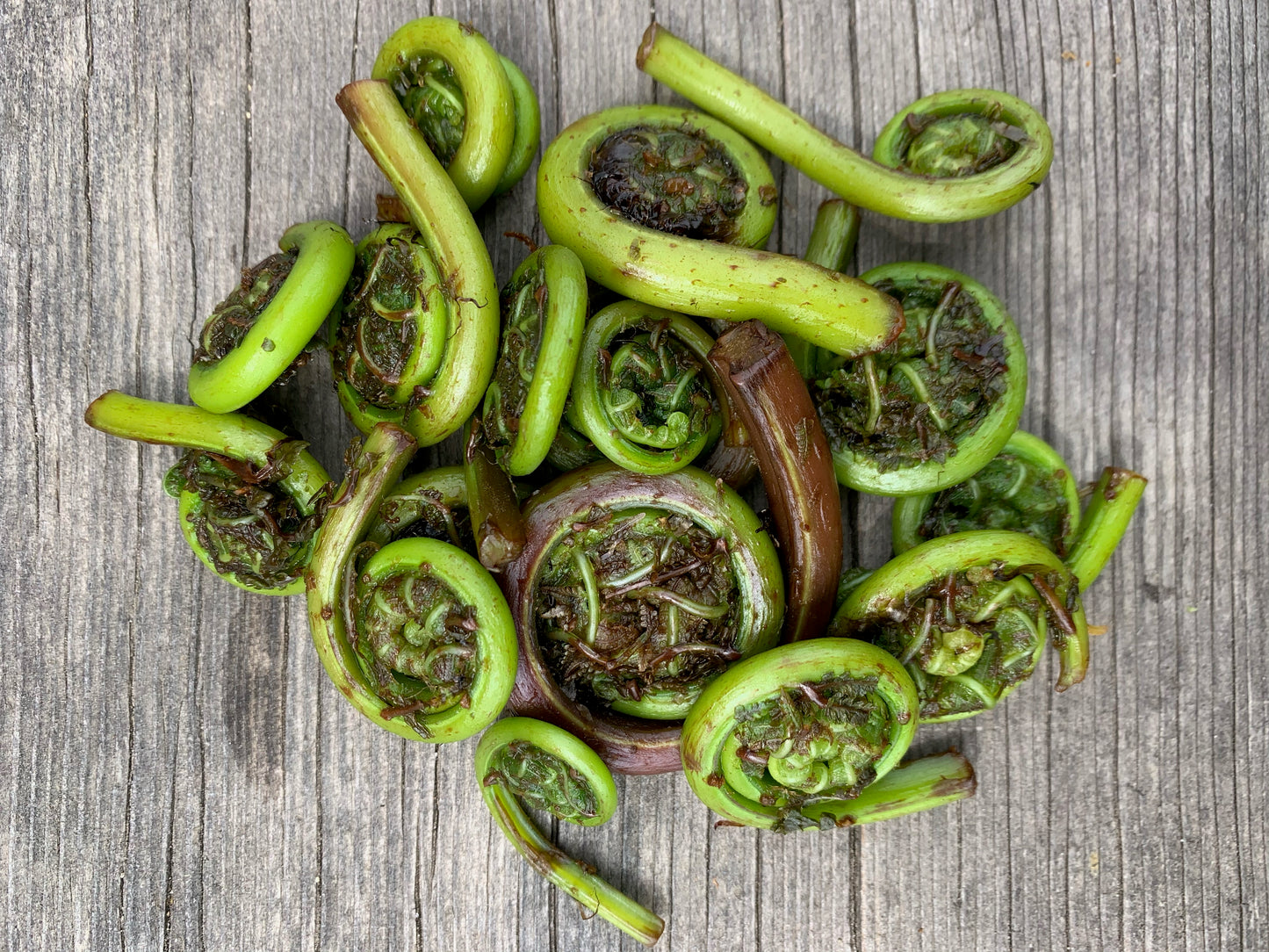 Fiddlehead Ferns - .5 lbs