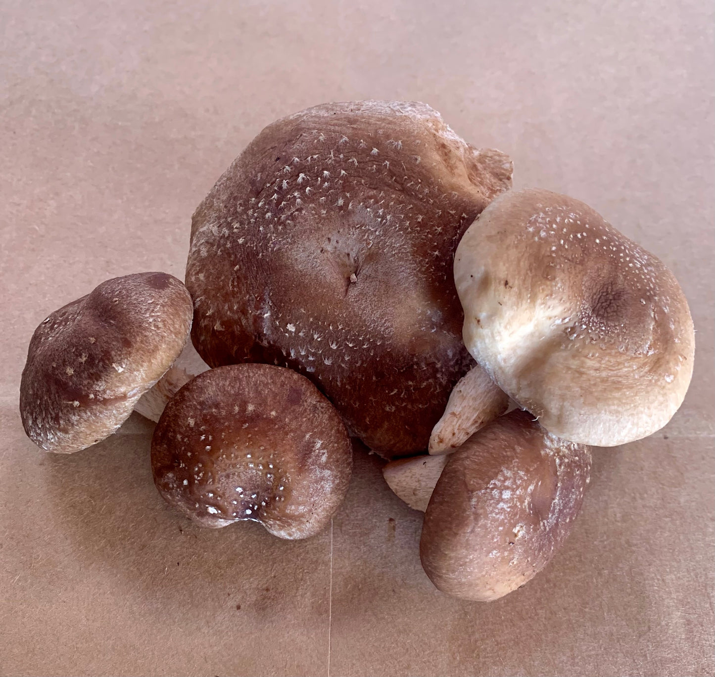 Shiitake - .5 lbs