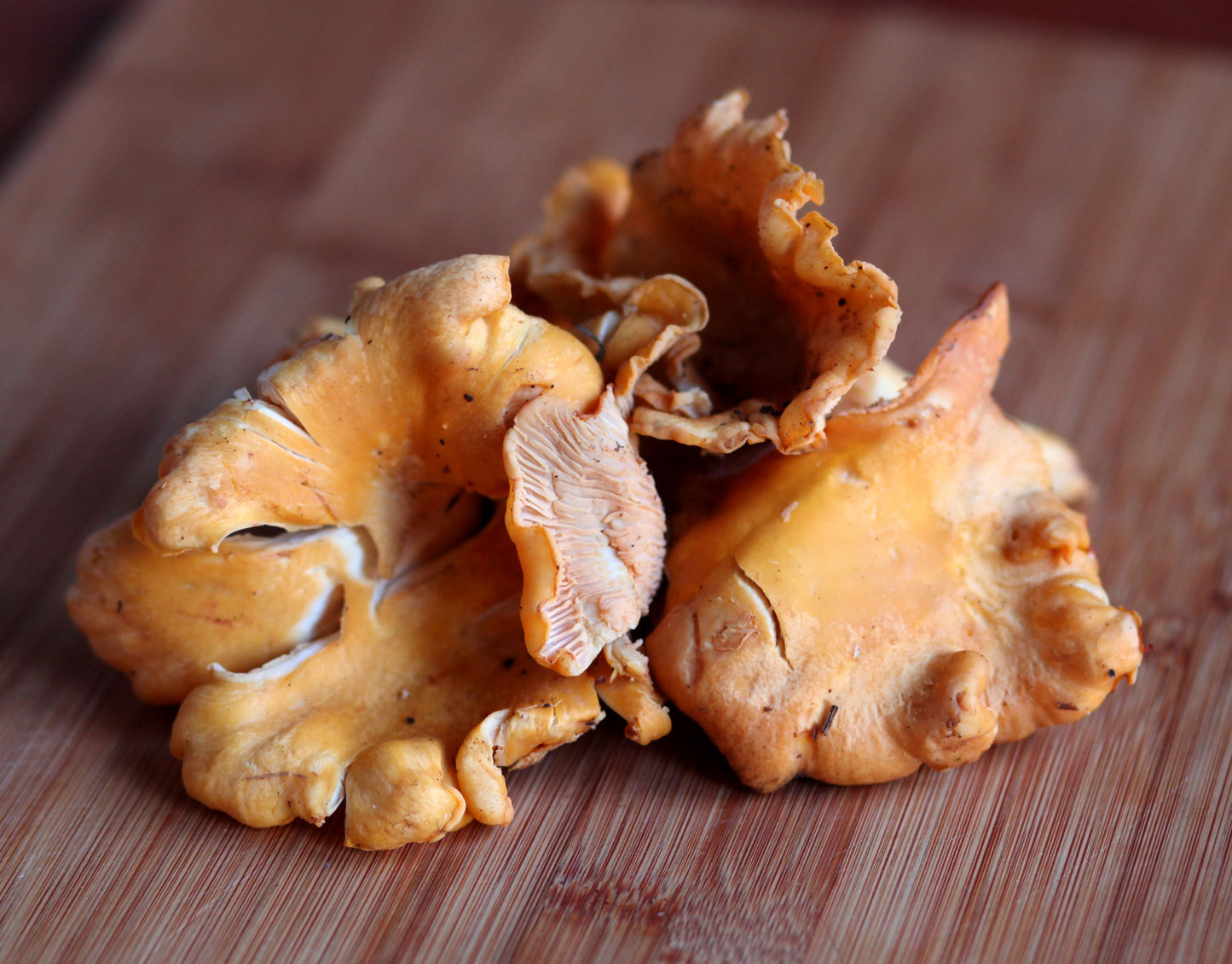 Golden Chanterelles - .5 lbs