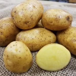 German Butterball Potatoes