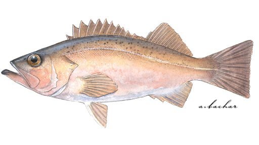 Bocaccio Rockfish - Sebastes paucispinus