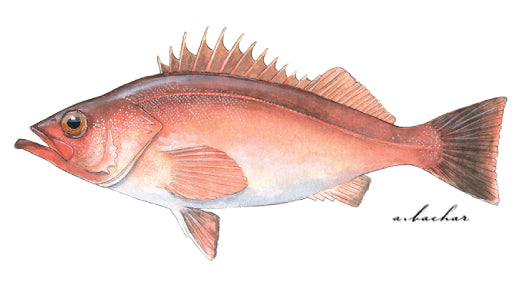 Chilipepper Rockfish - Sebastes goodei