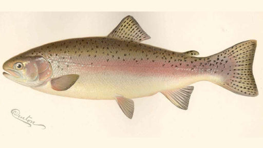 Rainbow Trout - Oncorhynchus mykiss