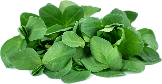 Fava Greens - 8 oz