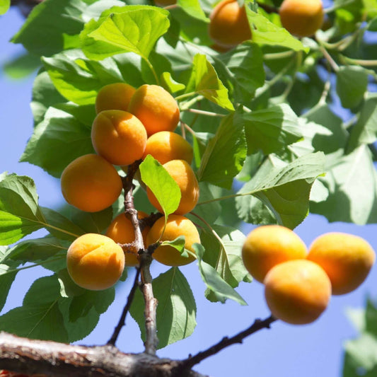 Blenheim Apricots - 1 lb