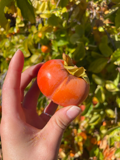 Dry-Farmed Fuyu Persimmons - 2 lb