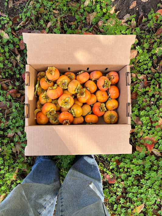 Dry-Farmed Fuyu Persimmons - 2 lb