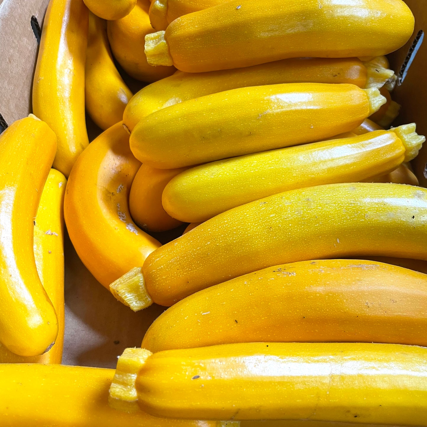 Gold Zucchini - 1 lb