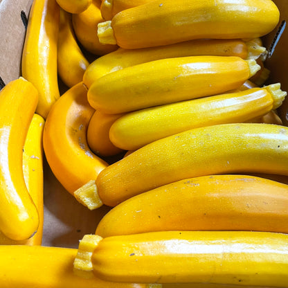 Gold Zucchini - 1 lb