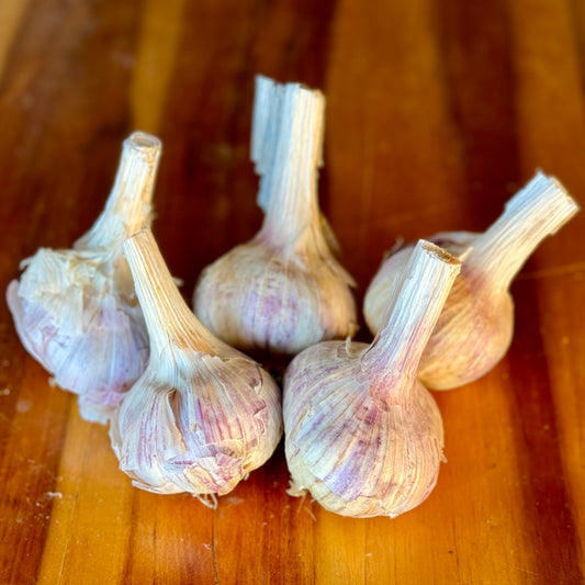 Colossal Garlic