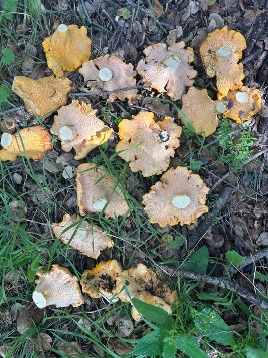 Golden Chanterelles - .5 lbs