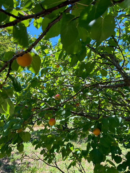 Blenheim Apricots - 1 lb