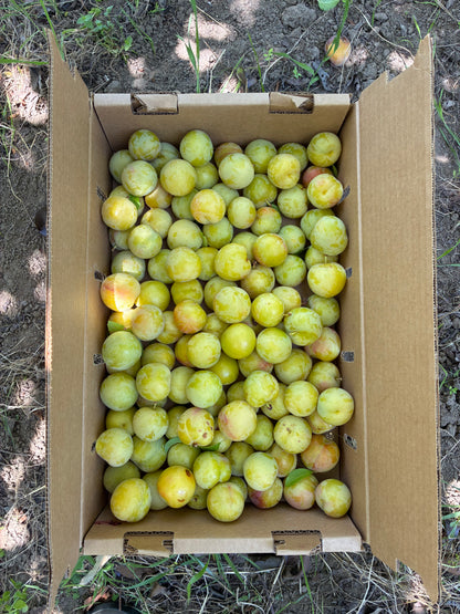 Monte Verde Assortment - 3 lbs