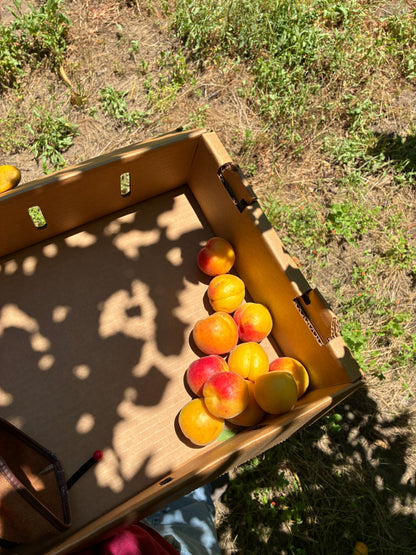Monte Verde Assortment - 3 lbs