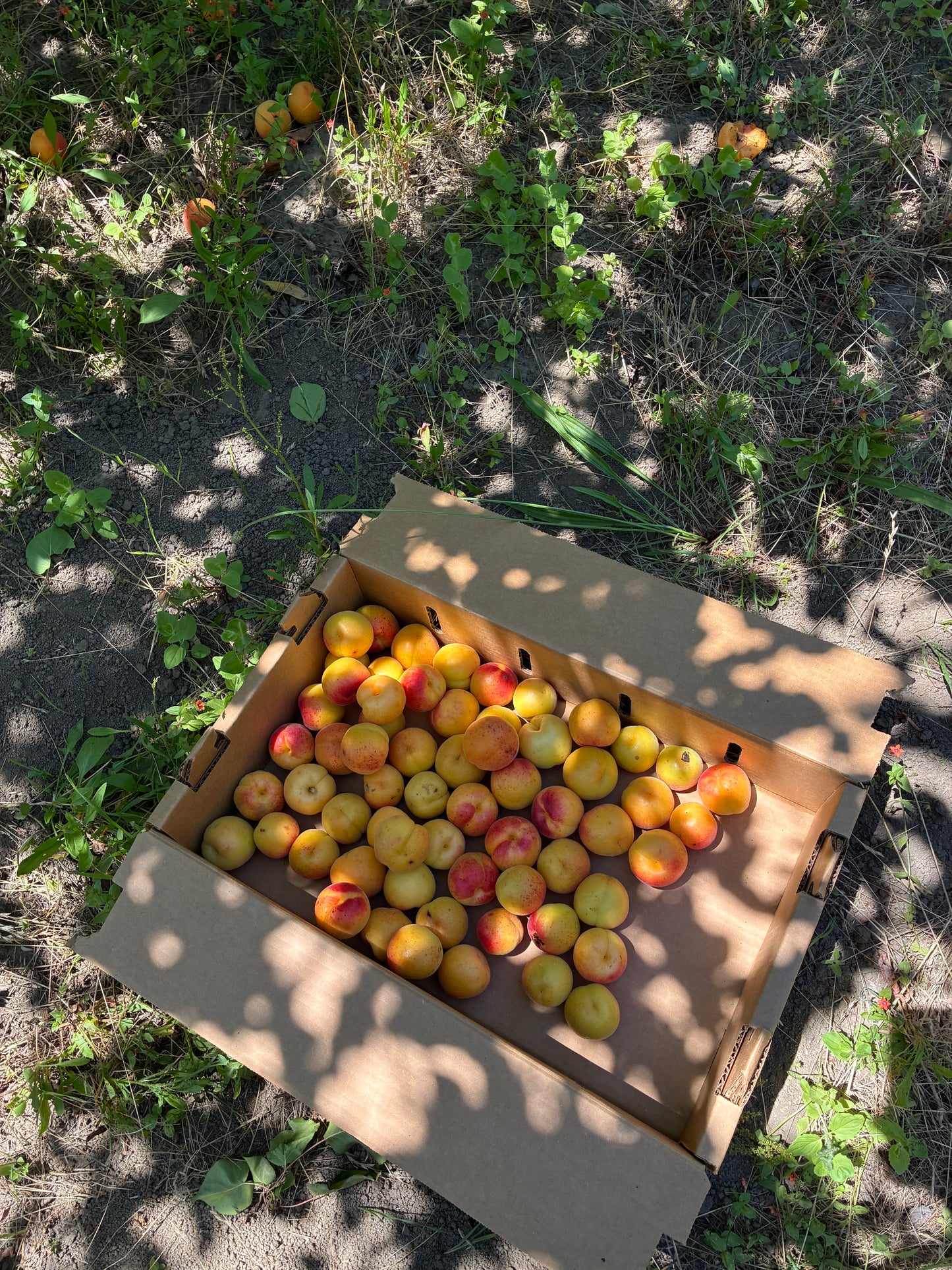 Blenheim Apricots - 1 lb