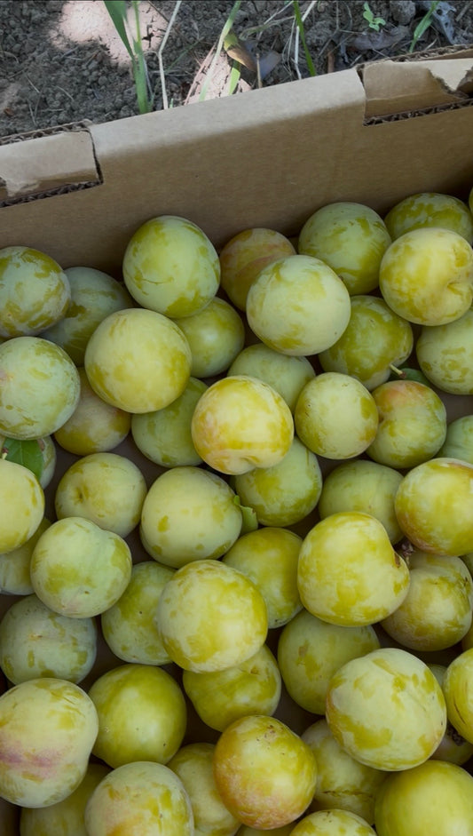 Shiro Plums - 1 lb