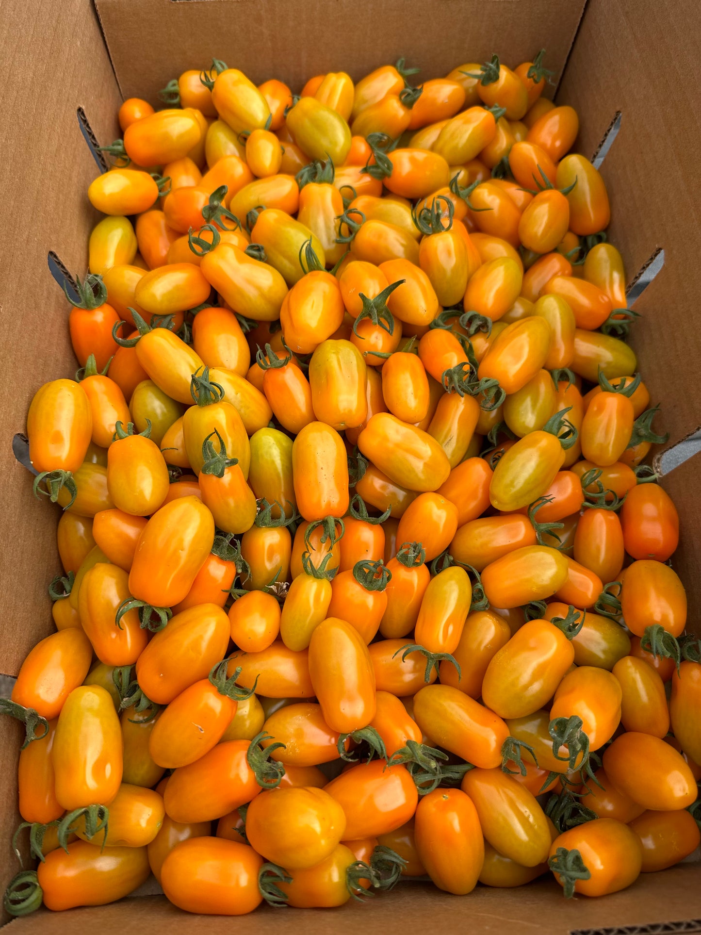 Nova Grape Tomatoes - 1 pint