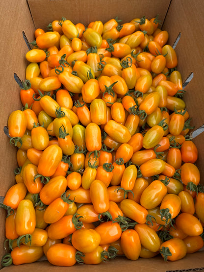 Nova Grape Tomatoes - 1 pint