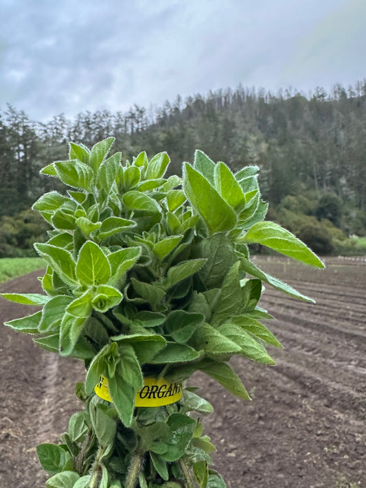 Fresh Oregano - 1 bu