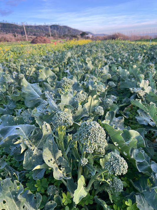 Broccolini - 1 bu