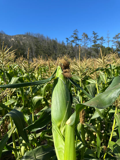 Bi Color Sweet Corn - 1 ct