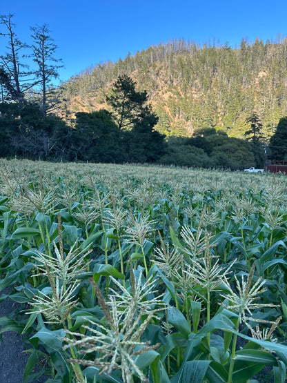 Bi Color Sweet Corn - 1 ct