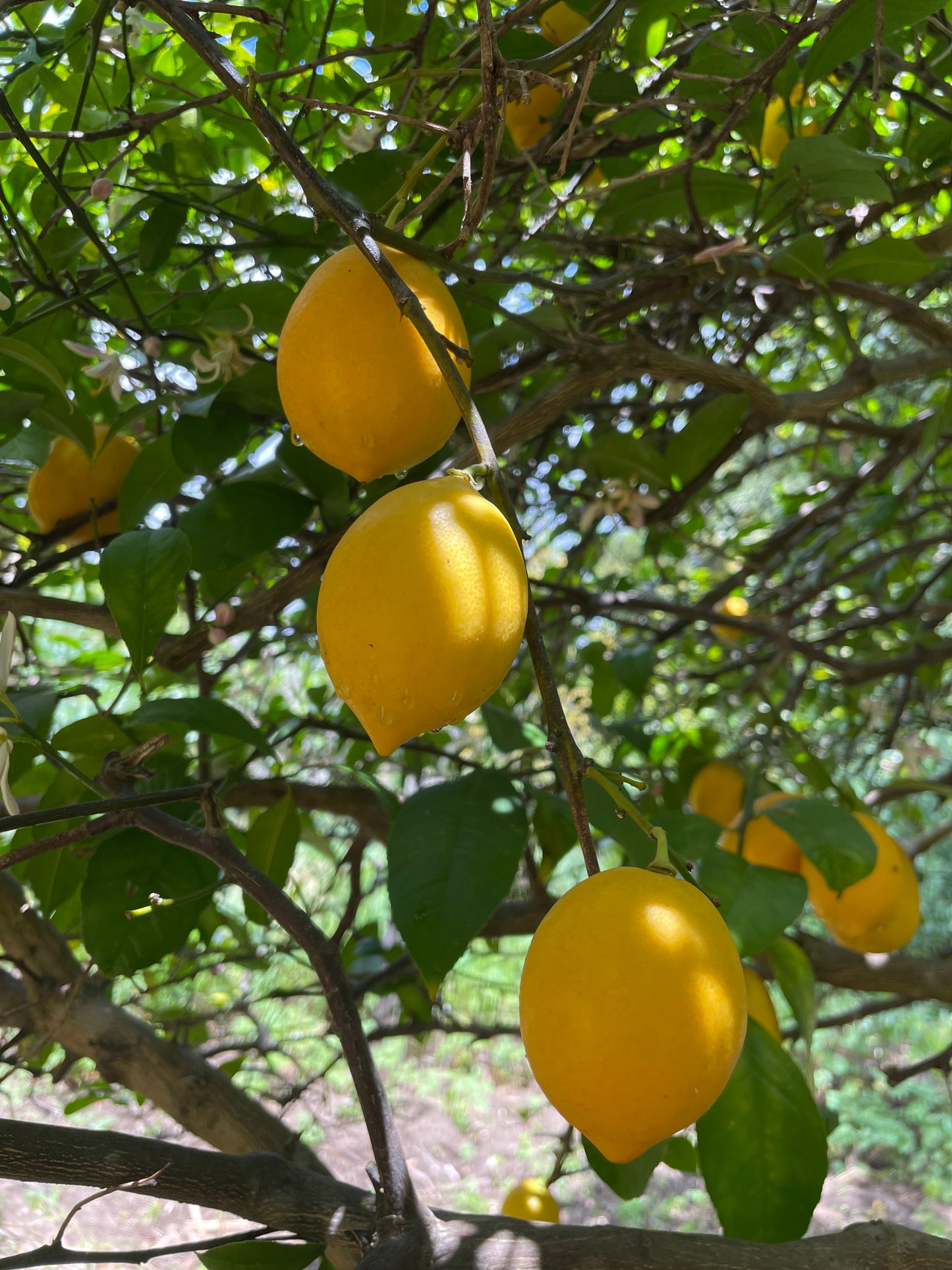 Dry-Farmed Meyer Lemons