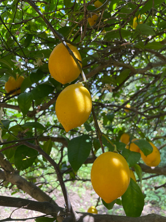 Dry-Farmed Meyer Lemons