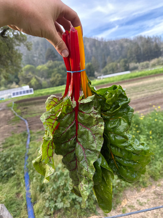 Rainbow Chard - 1 bu