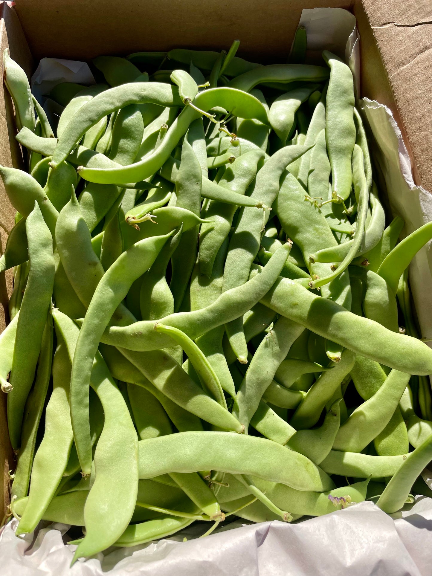 Romano Green Beans - 8 oz
