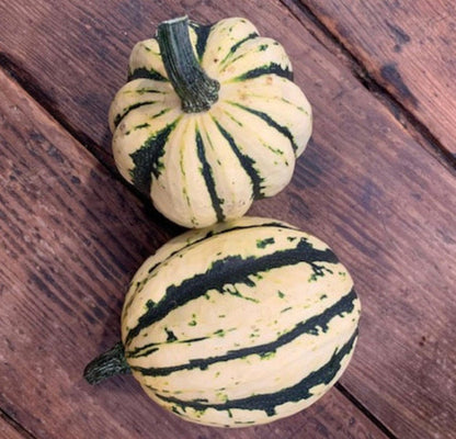 Jester Delicata Squash - 2 ct