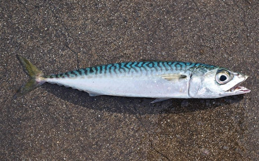 Cleaned Pacific Mackerel - 1 lb