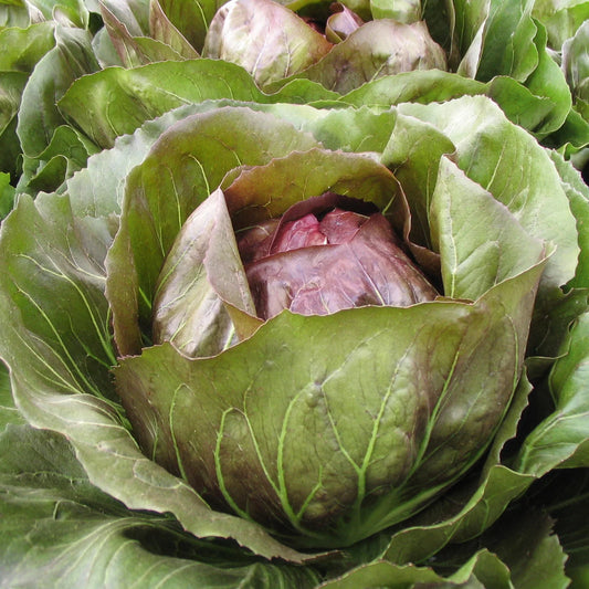 Leonardo Radicchio - 1 ct