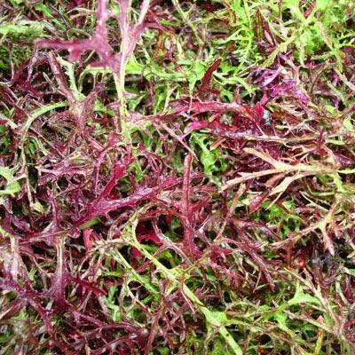 Baby Red Mustard Greens